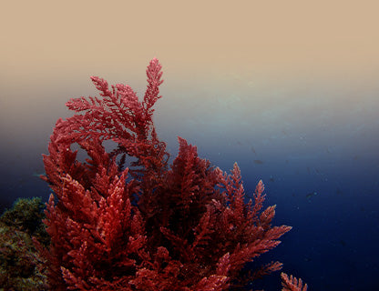 Aquamin F® prášek z řas, přírodní vápníkový komplex