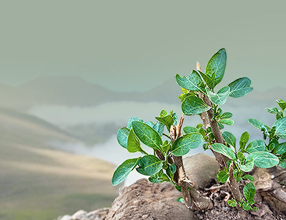 Opravdu výjimečná rostlina