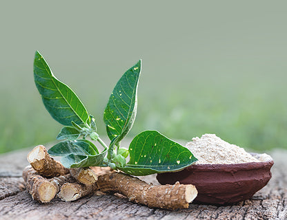 Využití kořene i listu