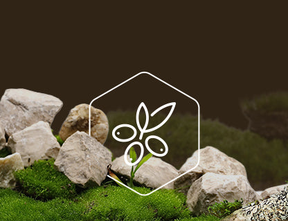 CyanthOX™50, super rostlinný extrakt