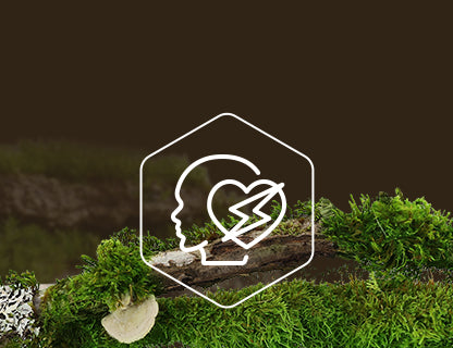 Koenzym Q10, motor buněk