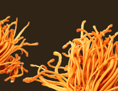 Cordyceps, energie vrcholků