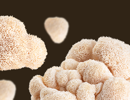 Lion’s Mane, vzácnost pro duševní svěžest