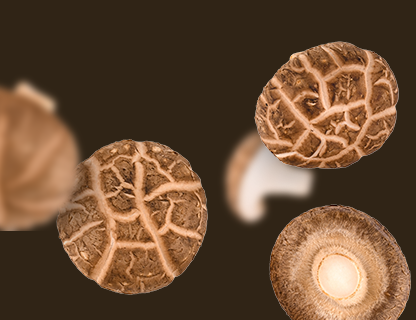 Shiitake, šlechtic Dálného východu