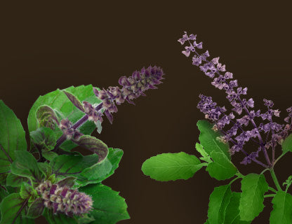 Svatá bazalka (tulsi)