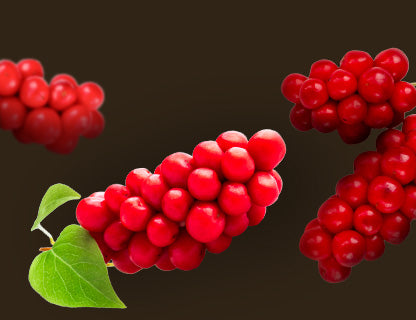 Čínská magnólie (schisandra)