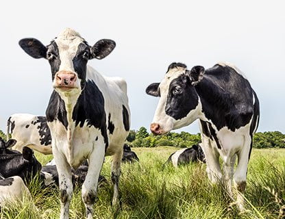 Volně pasoucí se krávy, vysoce kvalitní mléko, prémiové bílkoviny 🥛✨